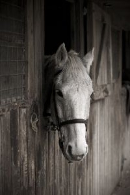 Equestrian white Sports horse through a window about Riding Stables Scotland